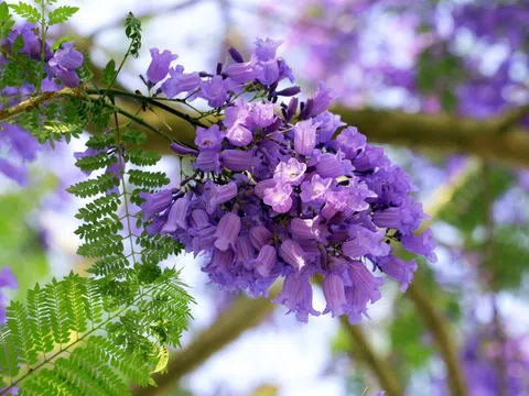 Đắm say trên cung đường nở rộ hoa Phượng Tím Đà Lạt đẹp ngất ngây 