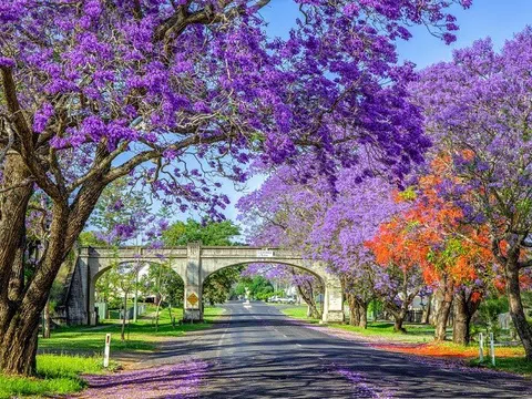 Ngẩn ngơ sắc tím mộng mơ vào mùa phượng tím ở Úc 