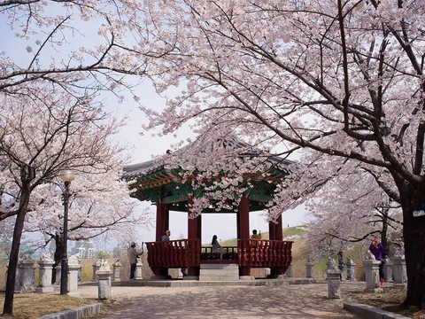 Du lịch hàn quốc mùa hoa anh đào đẹp mê ly