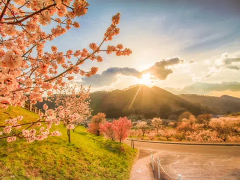 Kinh nghiệm du lịch tự túc Nhật Bản mùa hoa anh đào