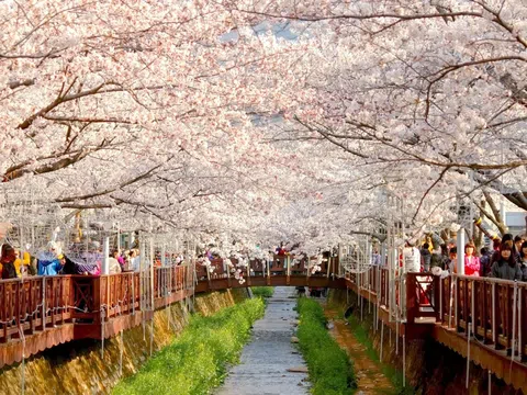 Top 8 địa điểm ngắm hoa anh đào ở Hàn Quốc khiến bao du khách mê mẩn