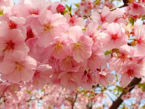 Top 4 địa điểm ngắm hoa anh đào Nhật Bản tuyệt đẹp