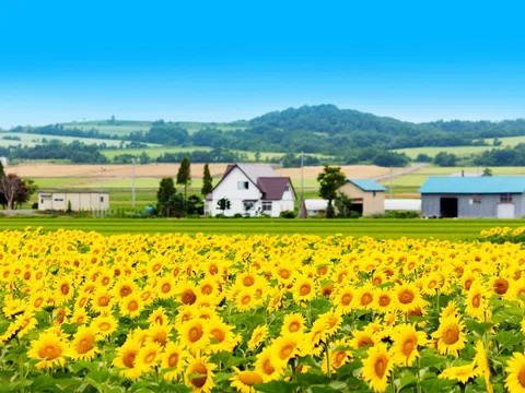 Mùa hoa hướng dương rực rỡ trên khắp đất nước Nhật Bản