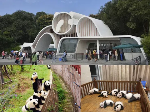 Những trải nghiệm hấp dẫn khi đến công viên Gấu Trúc Đô Giang Yển