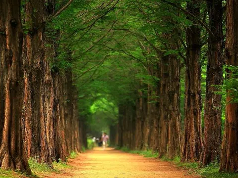 Chia sẻ những kinh nghiệm du lịch Hàn Quốc mùa hè cực kỳ hữu ích