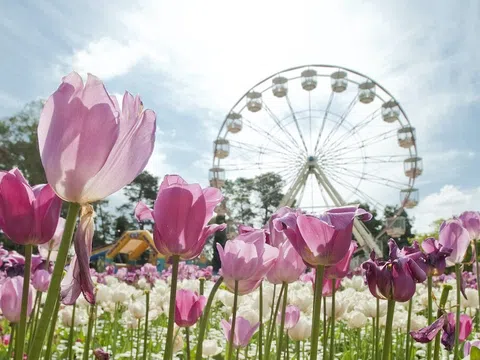 TẬN HƯỞNG MÙA XUÂN NƯỚC ÚC (SYDNEY – CANBERRA –  FLORIADE FESTIVAL – MELBOURNE) 6N5Đ