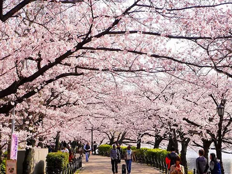 TOUR HÀN QUỐC 5N4Đ | ANNYEONGHA - SEOUL! MÙA XUÂN 2024 | SEOUL - ĐẢO NAMI - EVERLAND