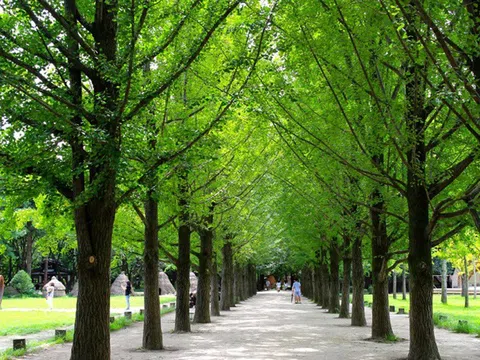 TOUR HÀN QUỐC 5N4Đ | ANNYEONGHA – SEOUL! | SEOUL - ĐẢO NAMI - EVERLAND