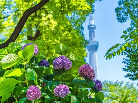 TOUR NHẬT BẢN 6N5Đ | PHÙ TANG LƯỢC KÝ | MÙA HOA CẨM TÚ CẦU