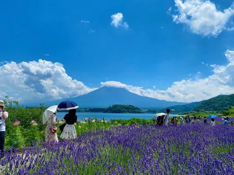 TOUR NHẬT BẢN 6N5Đ | PHÙ TANG LƯỢC KÝ | MÙA HOA LAVENDER